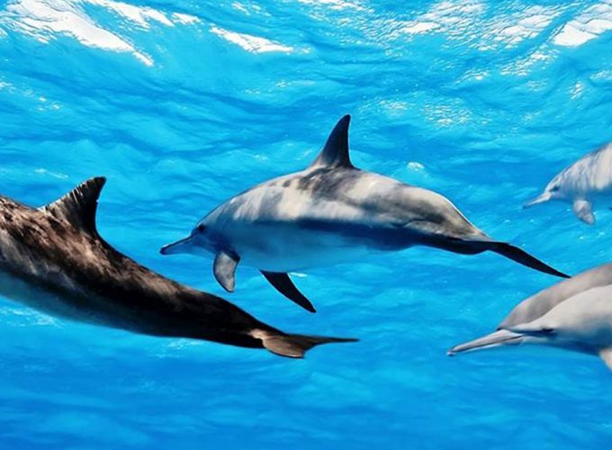 Dolphin Tour Zanzibar