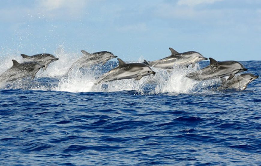 Dolphin Tour Zanzibar