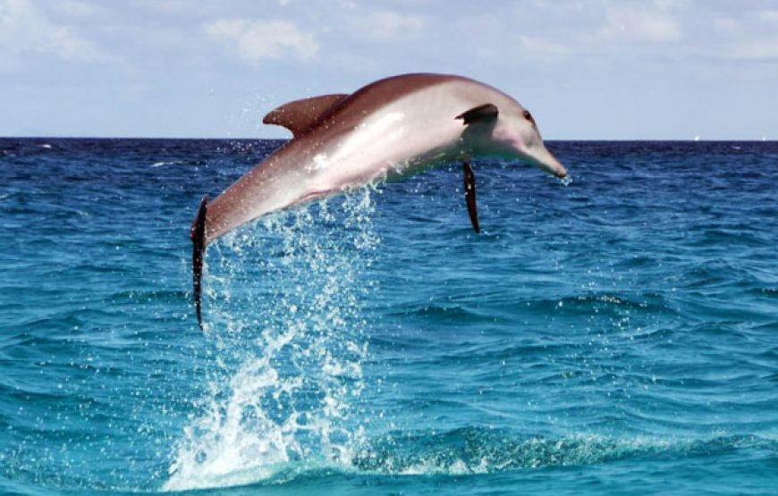 Dolphin Tour Zanzibar