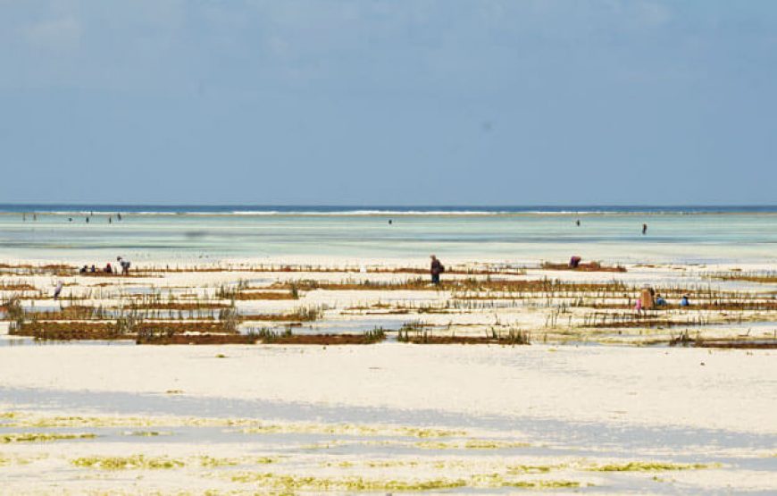 Zanzibar Beaches and Safari