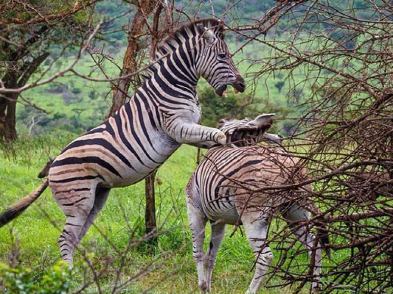 Mikumi National Park