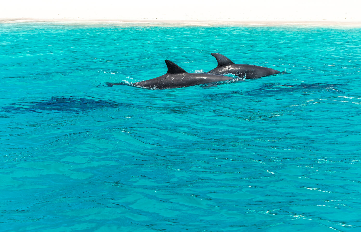 dolphin tour dauphin island