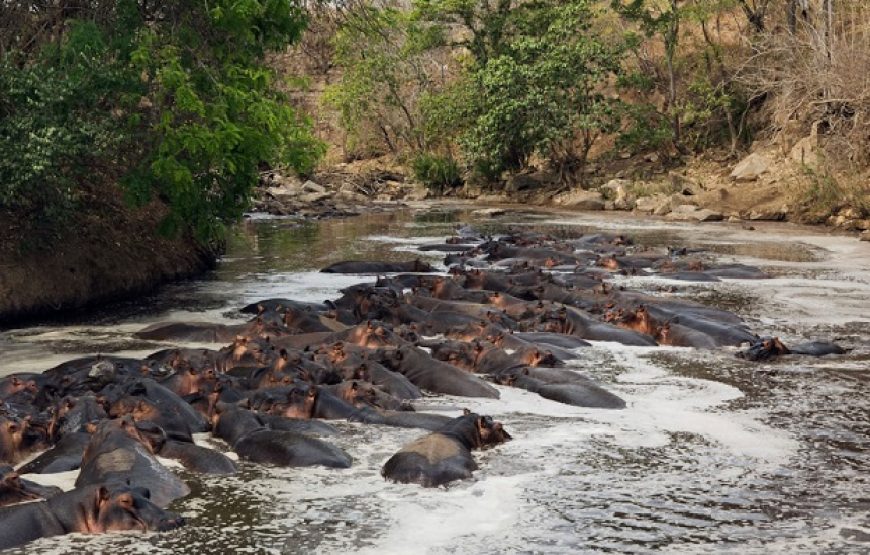 Day Trip To Selous Game Reserve