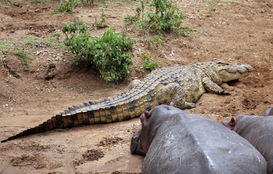 Day Trip To Selous Game Reserve