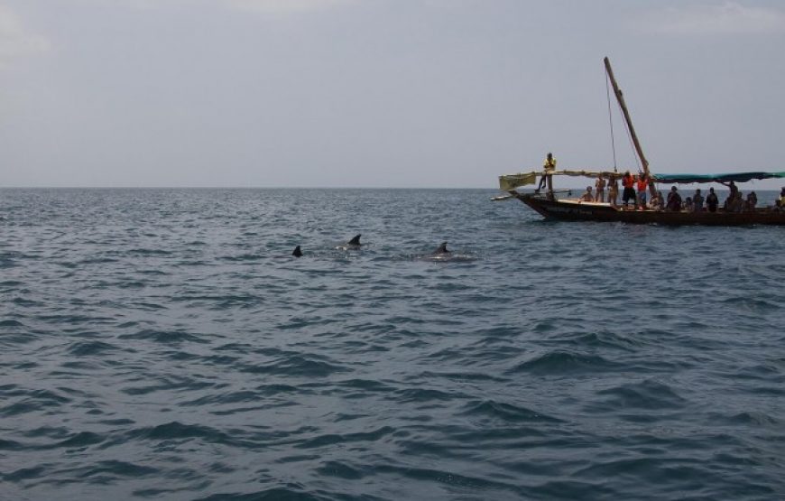 Dolphin Tour Zanzibar