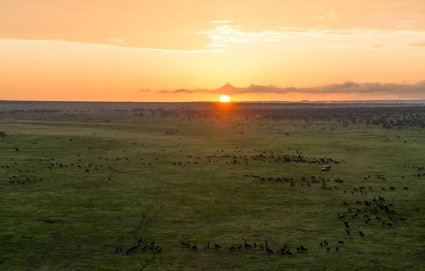 4 Days Serengeti From Zanzibar