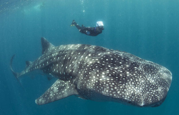 whalesharks Mafia