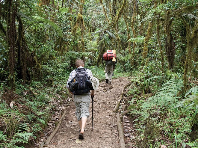 Kilimanjaro Day Trip