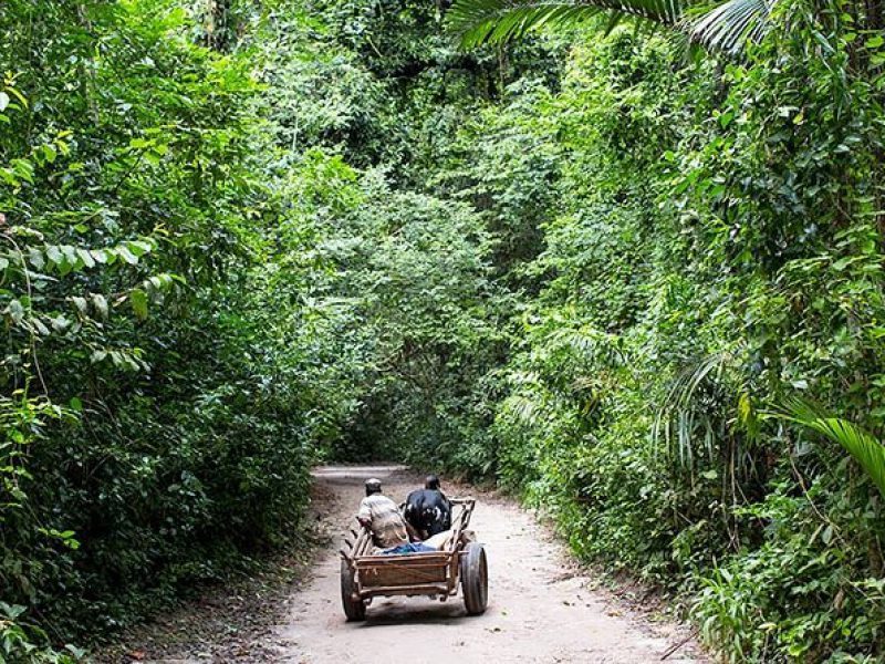 Ngezi Forest Tour Pemba