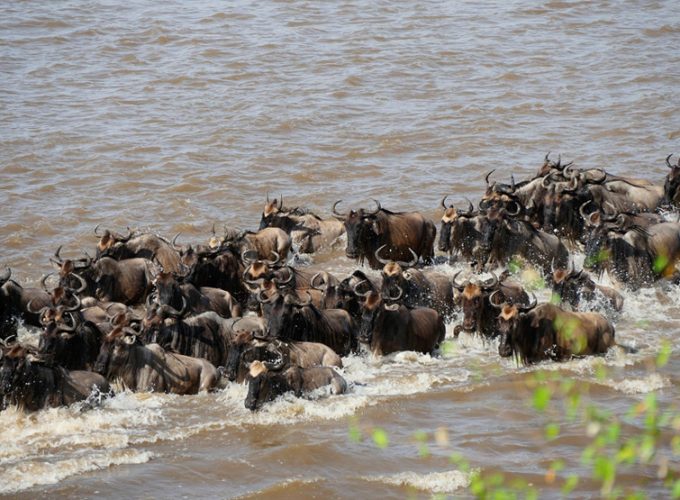 5 Days Serengeti Wildebeest