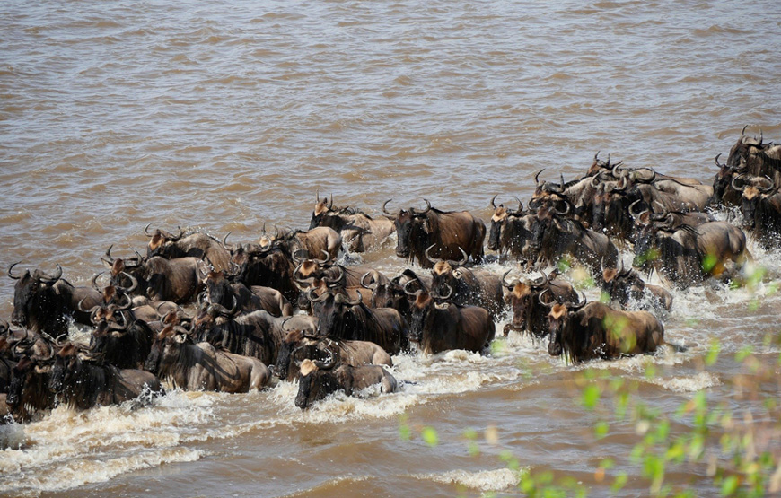 Full Day Serengeti Day Trip Safari From Zanzibar