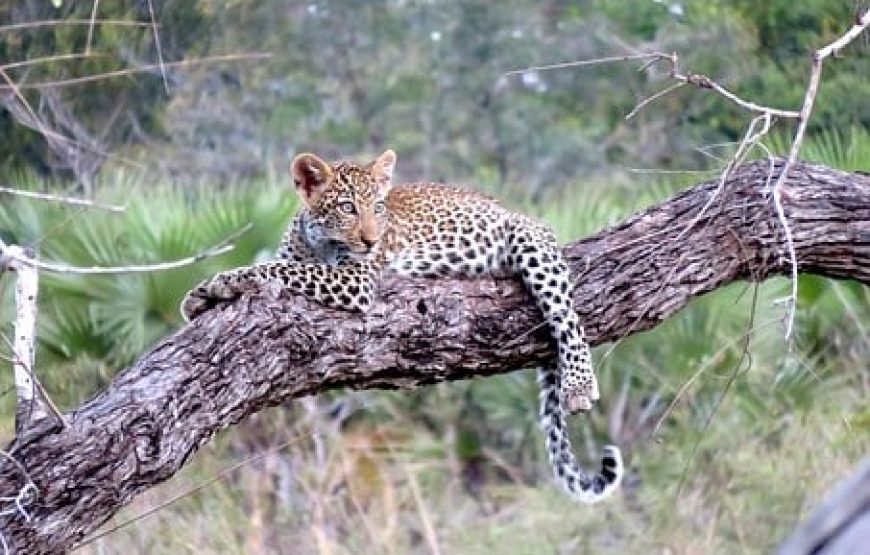 4 Days Serengeti Safari From Arusha