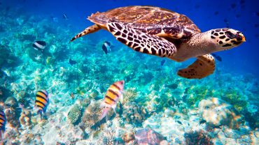 Diving at Mnemba Atoll