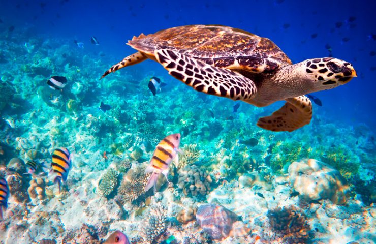 Diving at Mnemba Atoll