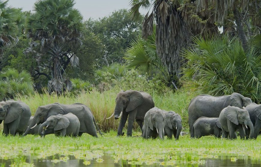 2 Days Selous Flying Safari