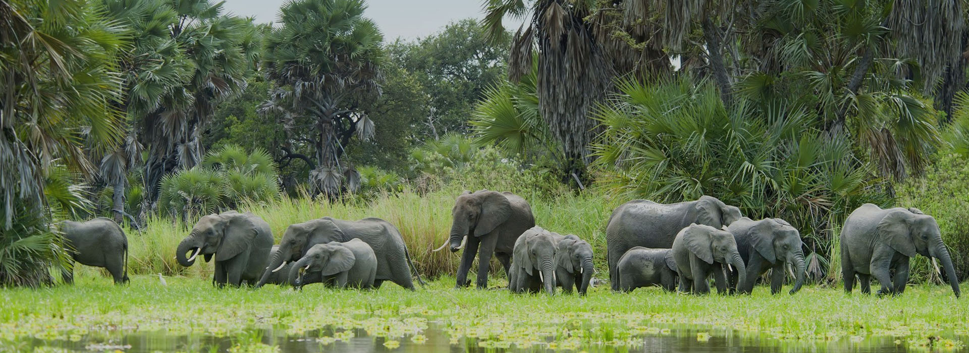 Day Trip Safari Tanzania