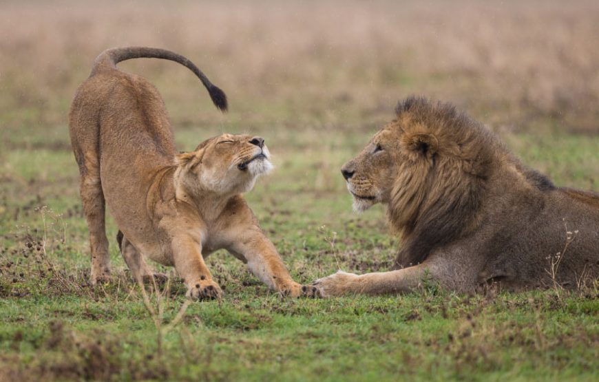 1 Day Serengeti Safari From Zanzibar