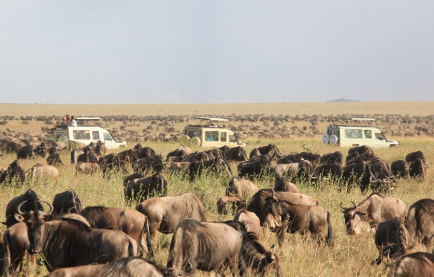 5 Days Serengeti Great Migration Safari