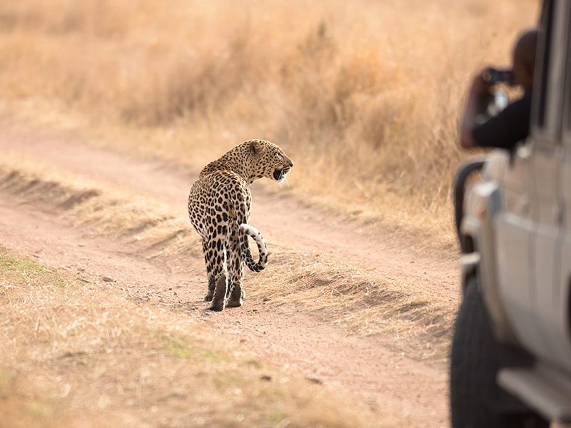 3 Days Serengeti From Zanzibar