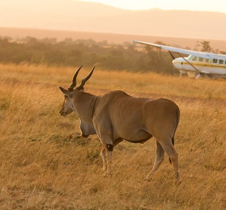 4 Days Serengeti Safari By Flight