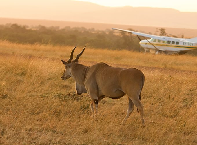 4 Days Serengeti Safari By Flight