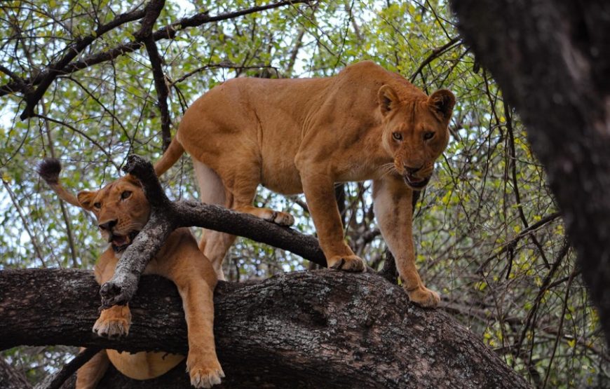 2 Days Ngorongoro and Manyara