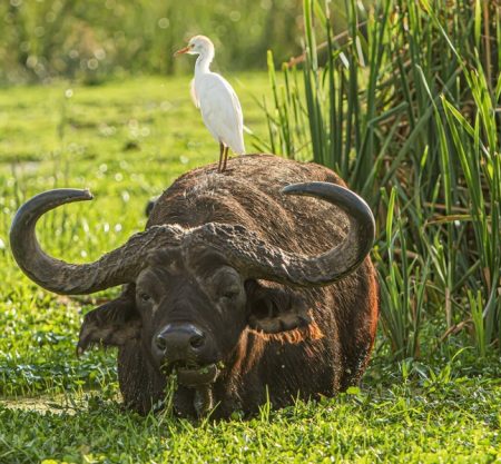 2 Days Ngorongoro and Manyara