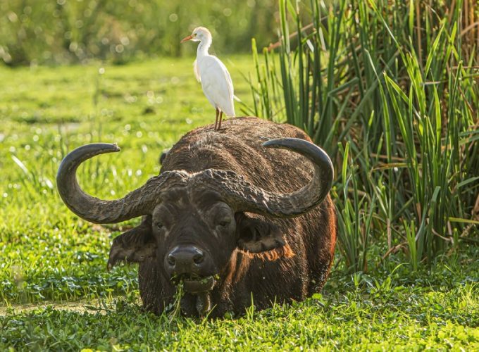 2 Days Ngorongoro and Manyara