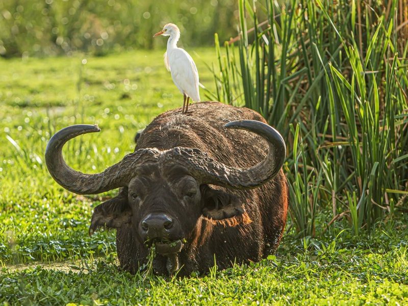 2 Days Ngorongoro and Manyara