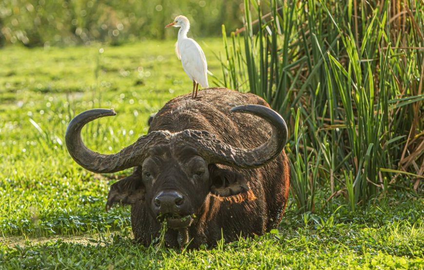 2 Days Ngorongoro and Manyara