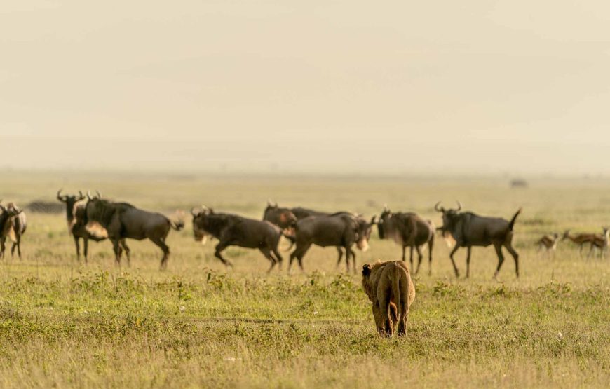 2 Days Tarangire and Ngorongoro