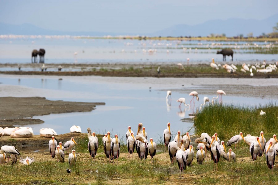 DAY 2 - TARANGIRE - LAKE MANYARA NATIONAL PARK