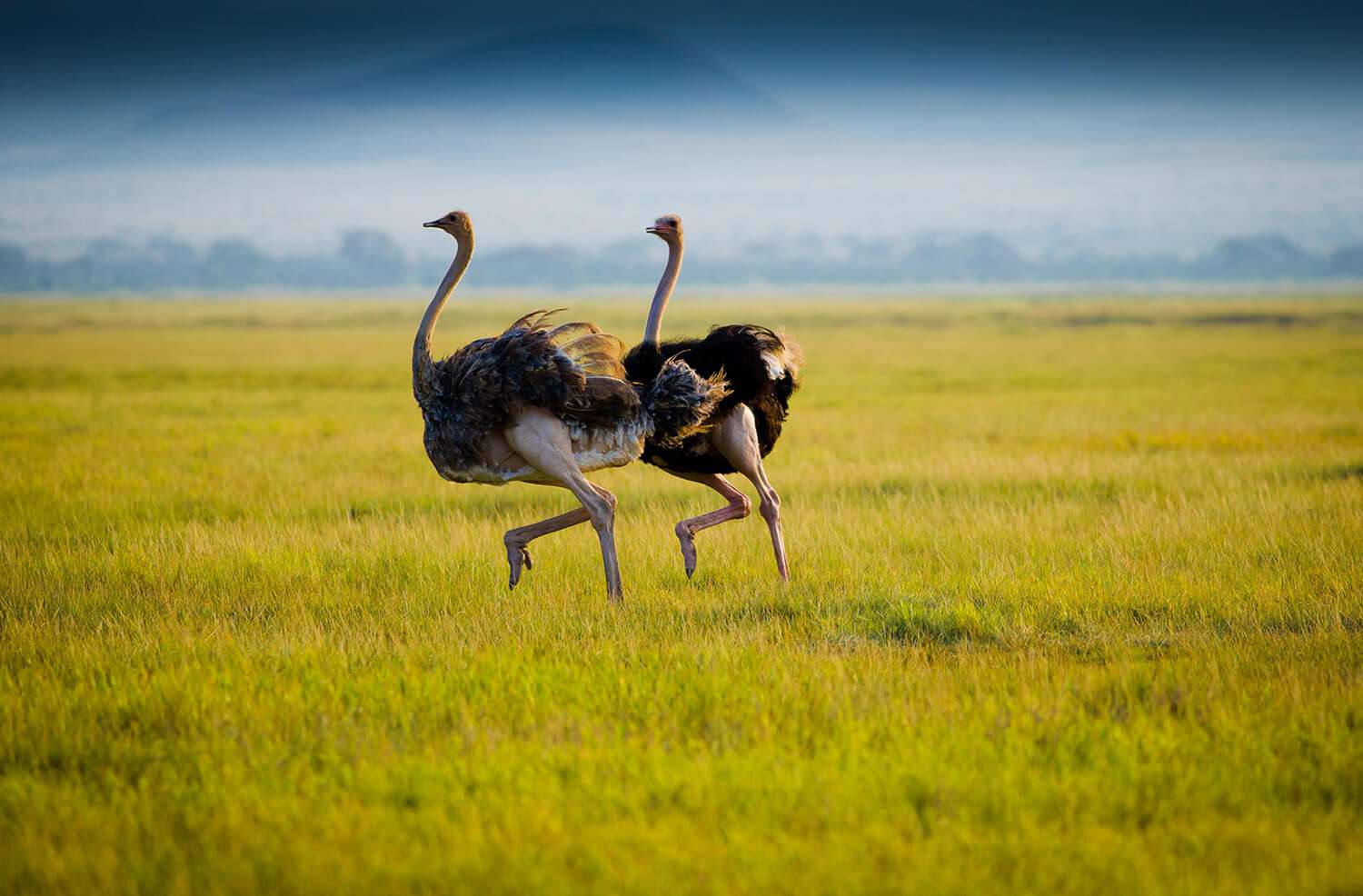 DAY 6 - SERENGETI NATIONAL PARK - NGORONGORO CONSERVATION AREA