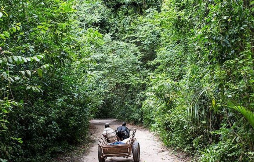 Ngezi Forest Tour